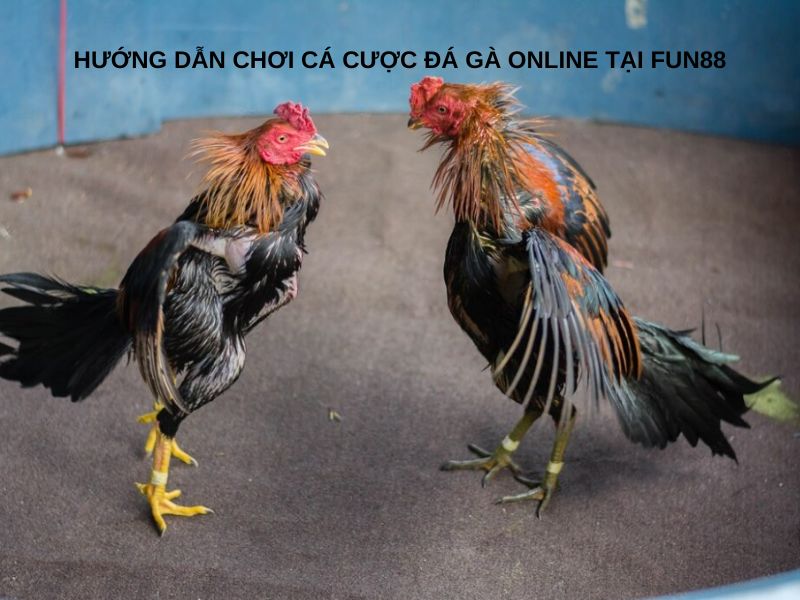 Hướng dẫn chơi cá cược chọi gà online tại Fun88